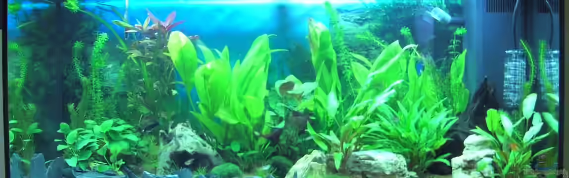 Schnelle Übernahme von H.G Wells