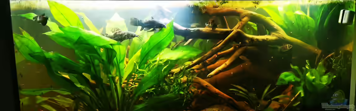 Schwarzwasser Südamerika Biotop von 8isJulchn8