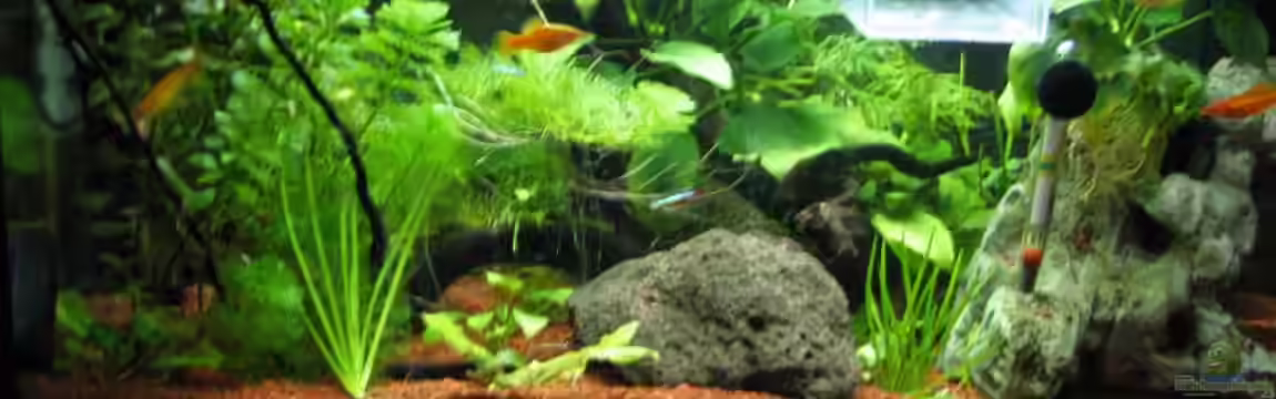 Schwertträger von Tobi Hansen