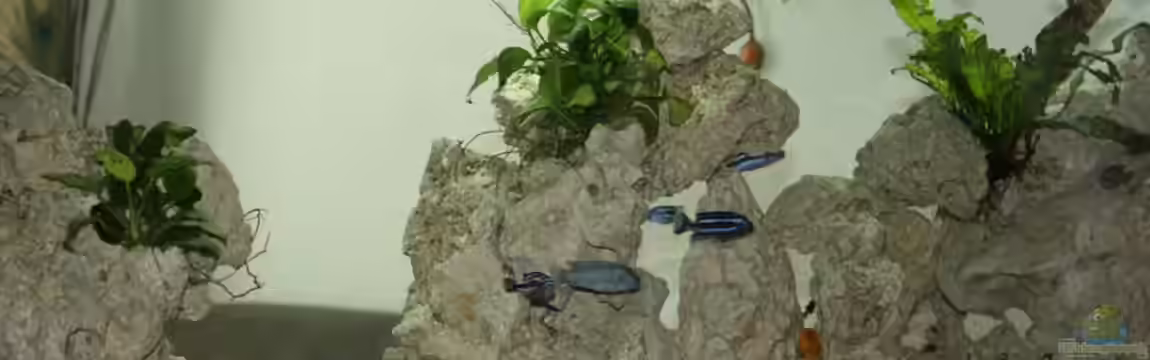 Schwichtis Mbuna Tank von schwichti