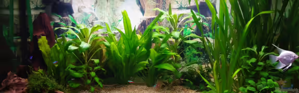 Schwimmraum von Bene 1.1