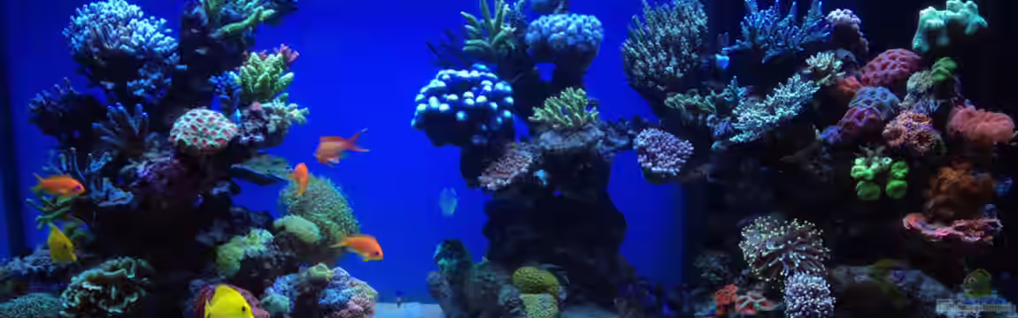 Schwings Reef von Schwing