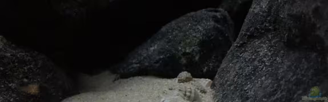 See der Sterne von Philipp Böhme