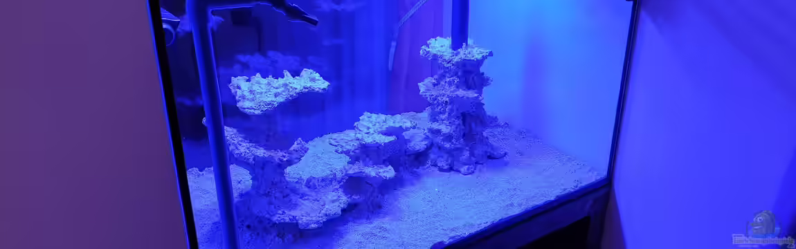 see through the reef obsolete von The_Lizardking