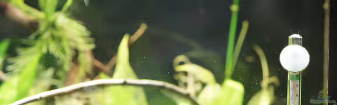 Seeks Attention von .