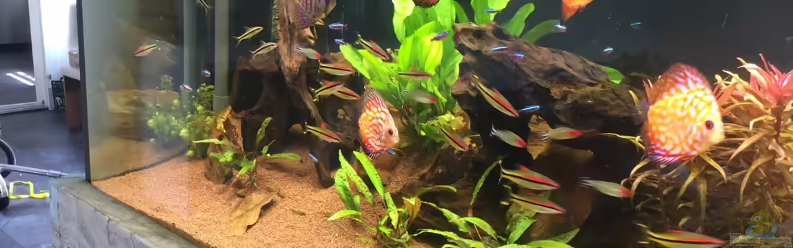 Selbstläufer von Torsten G.