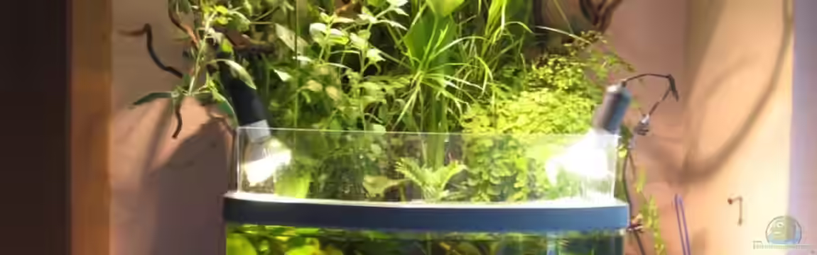 Sera Cube 130L von Bojo