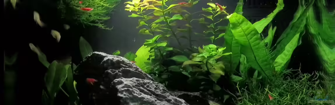 Sera cube 60 von Na Dine