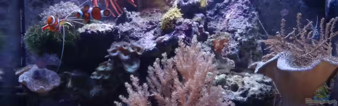 Sera marin Biotop Cube 130 von Georg1983