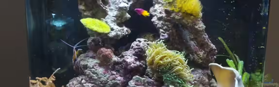 Sera Marin LED 130 von KingTritonBS