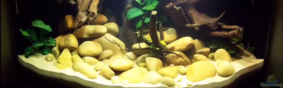 Sewellia Artenbecken von duese