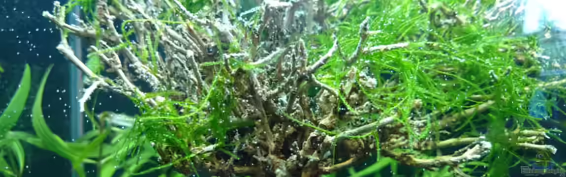 Shrimps playground von Jahira