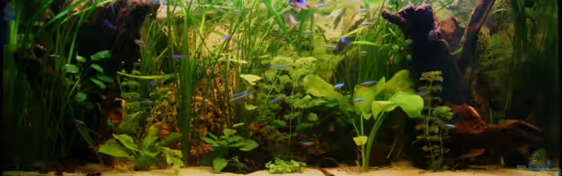 south america - green hell von NlLs M0nt