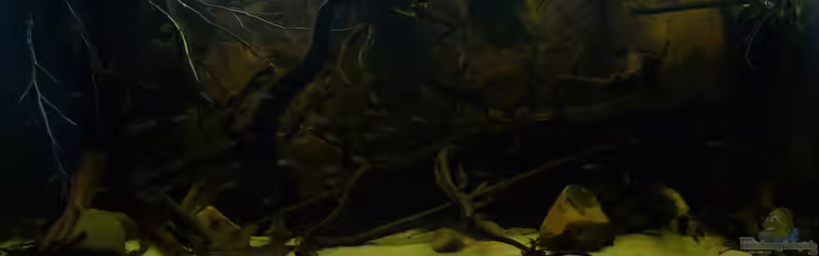 South America Biotope Nur noch als Beispiel von DerImperator