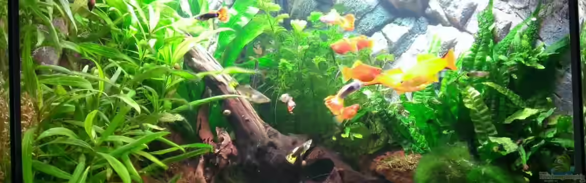 Stadtgedanken von Nordseefischer