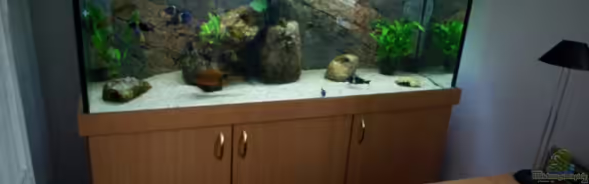 Standardbecken von Rutschkeaquaristik von Jens Beier