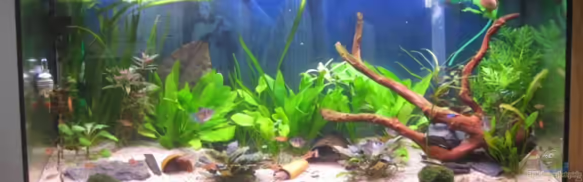 Stefan´s  Aqua von Muia