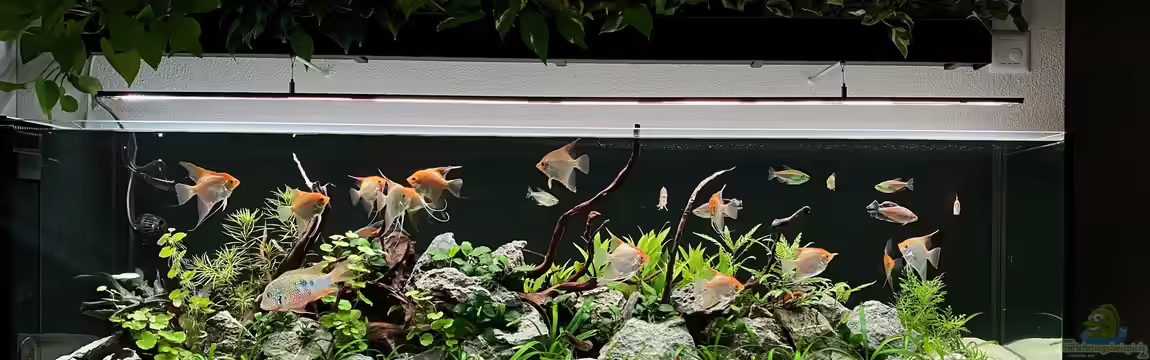 Steinwurzel von Michinet