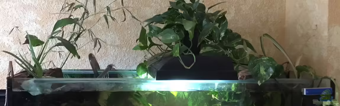 Strömungsaquarium mit Aqua Stone Art Gestaltung von Reneè Thissen