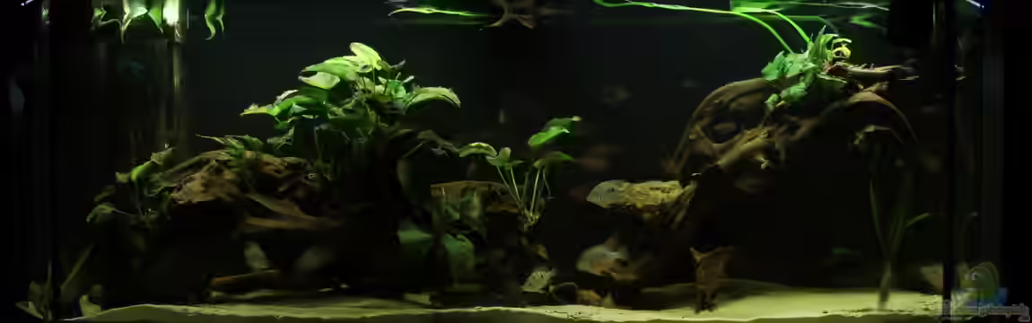 Süd-/Mittelamerika-Becken (nur noch als Beispiel) von Tim E.