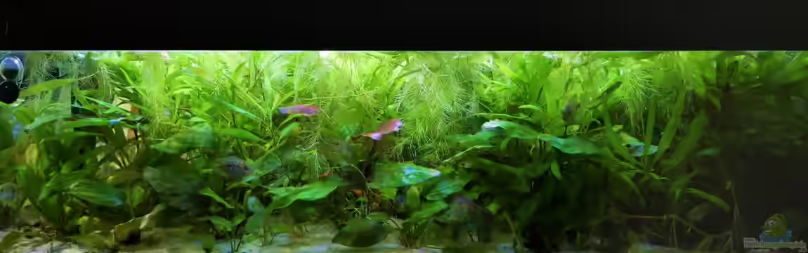 Süd-Mittelamerikansiches Gesellschaftsbecken von Barschfan Aqualive