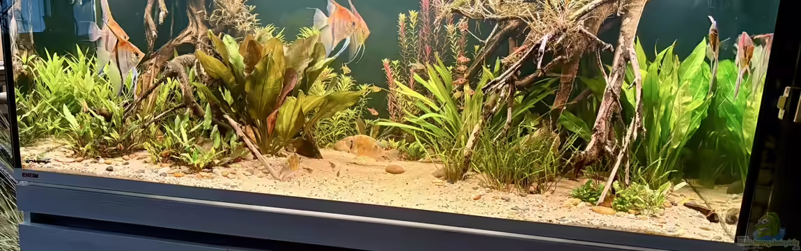 Südamerika Aquarium Rio Manacapuru Rotrücken 3.0 von Gernhart