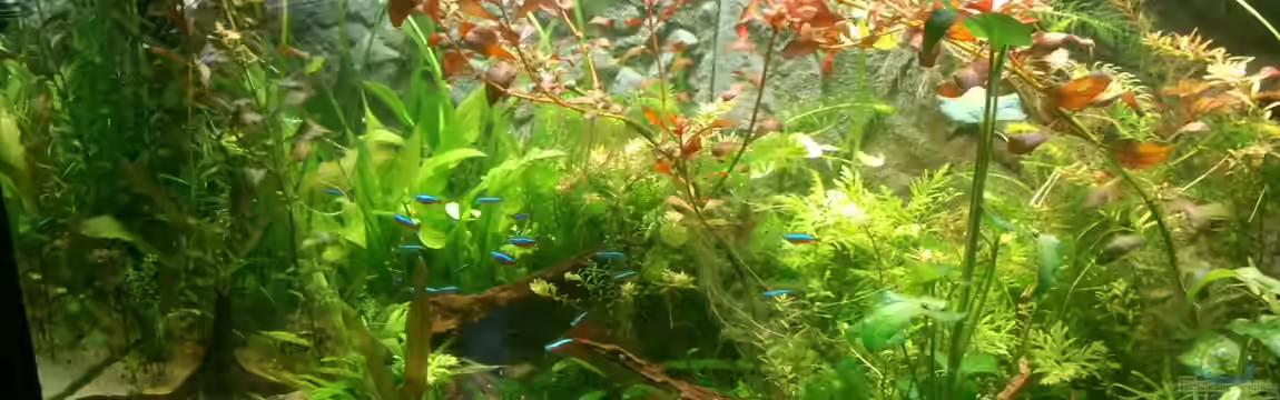 Südamerika Becken von Dirri S