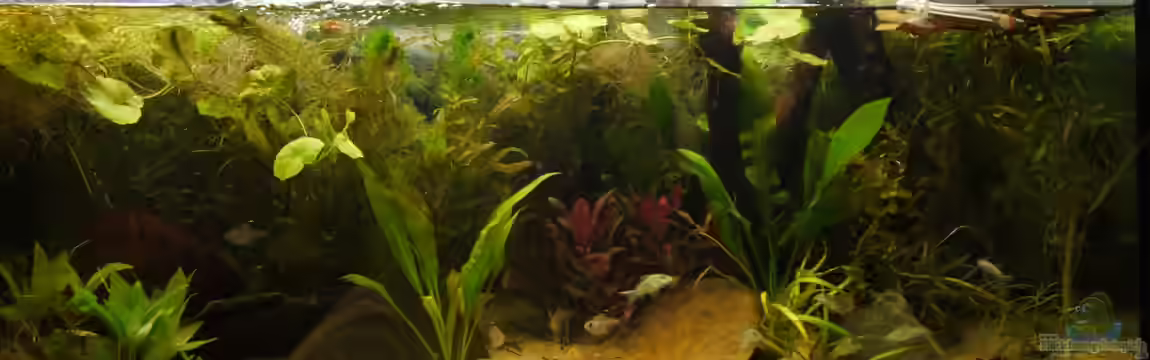 Südamerika-Becken von Sinah