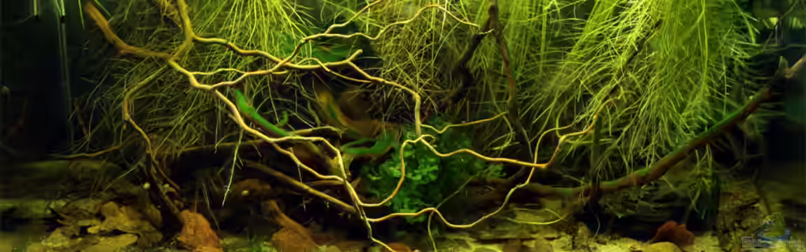 Südamerika Biotop von Martin Ihde