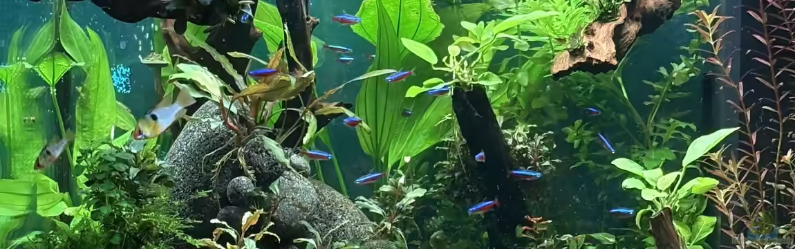 Südamerika Gemeinschaft von Lucas96