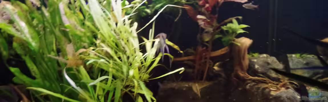 Südamerika Gesellschaftsbecken 31372 von Dahoimbocha