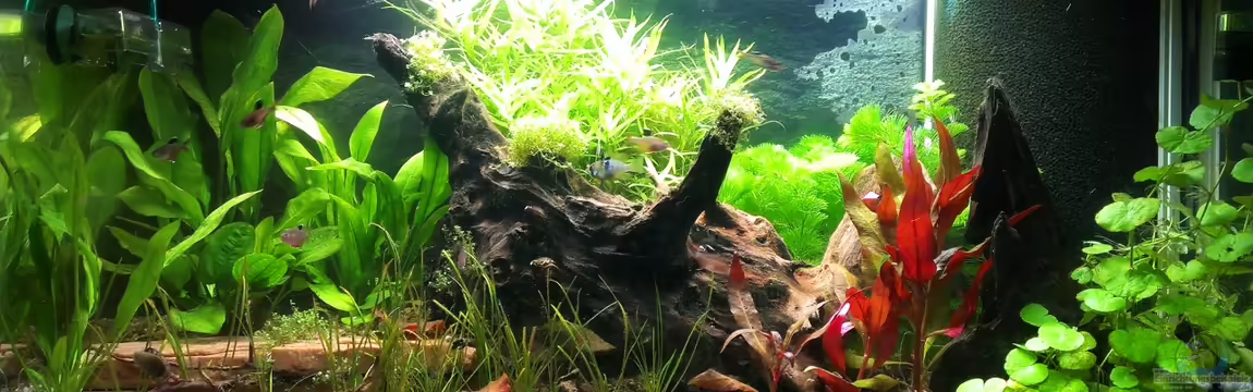 Südamerika Gesellschaftsbecken von bocap