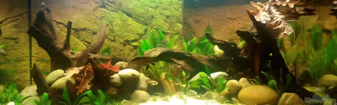 Südamerika Gesellschaftsbecken von navicula