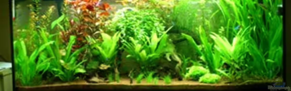 Südamerika Pflanzenbett aufgelöst von <---MARCO--->