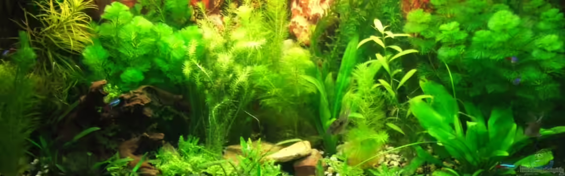 Südamerika Rechteck Becken von Nancy Ettlich