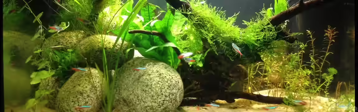 Südamerika Testbecken von ultraviolet