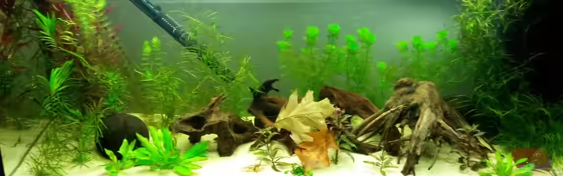 Südamerika Traum von Basti Rothe