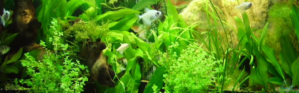 Südamerika von Fireman