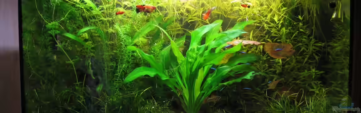 Südamerika von Marlone