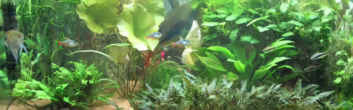 Südamerika von Selina