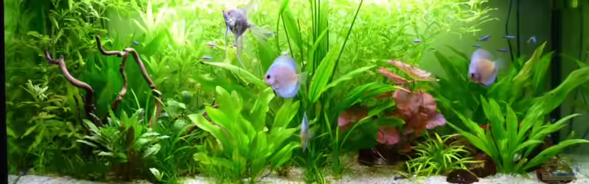 Südamerika von Thommy1987