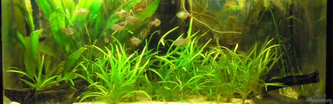 Südamerikabecken von flixkohl