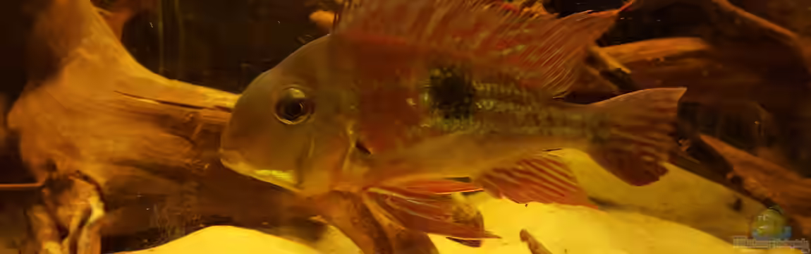 Südamerikabecken von Jay Kay