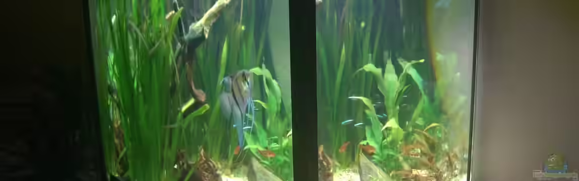 Südamerikawürfelchen.... von Nico Müller