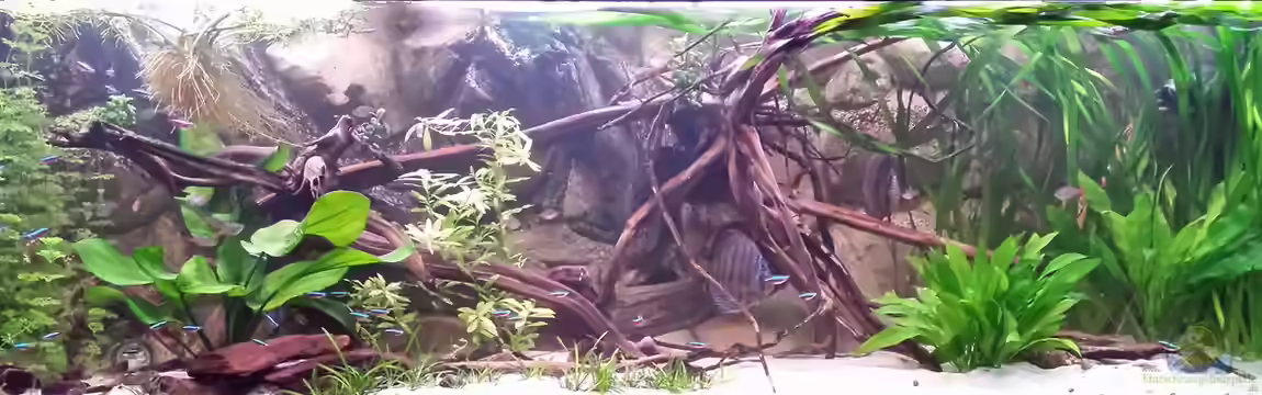 Südami Gesellschaftsbecken von Andy Weiss