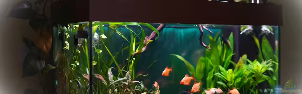 Sumatra ask for party (nur noch Beispiel) von djoser