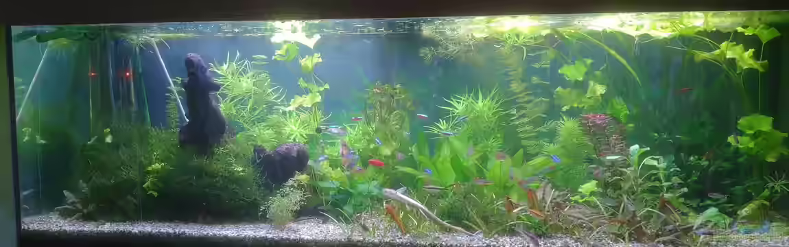 Sven`s Gesellschaftsbecken von Sven2501