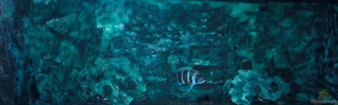 Tanganjika - Habitatnachbildung - von Hanno K