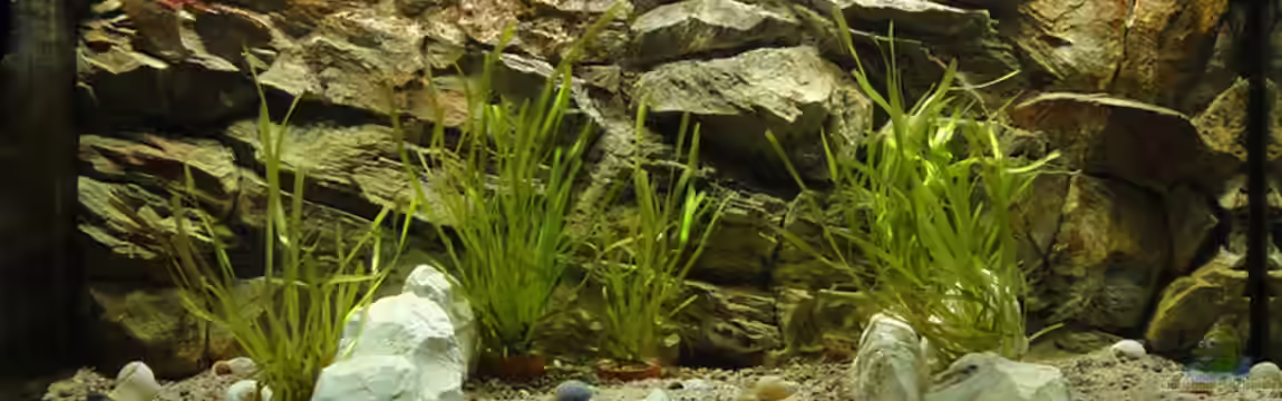 Tanganjika 240 l von Landygeier