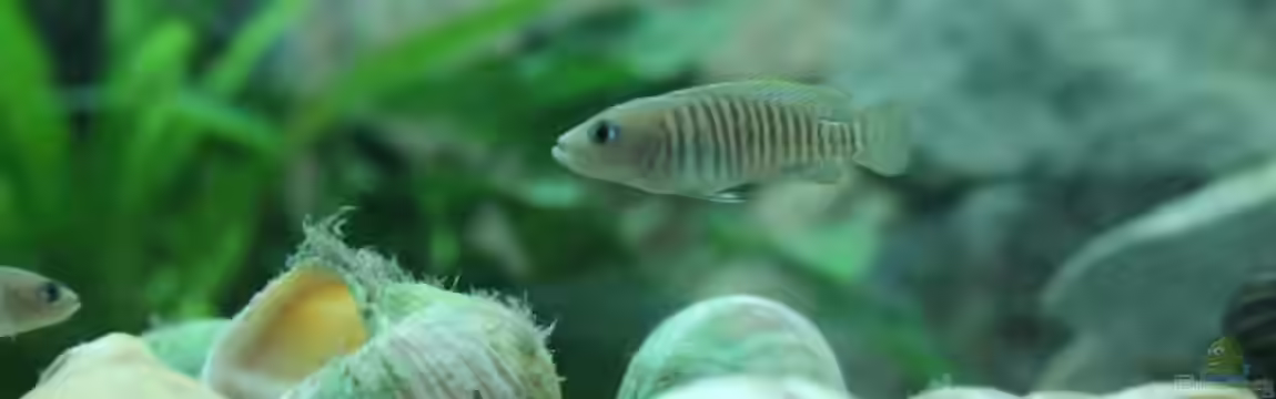 Tanganjika 350Liter Gemeinschaft von fisch